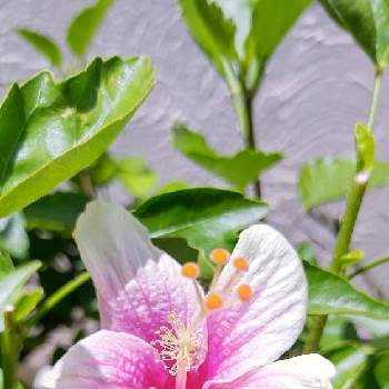 夏色の画像 by ウーゲデールさん | エントランスとホワイトと夏の花とつぼみと ハイビスカスと美しいとピンクと明るい色と爽やかとかわいいと夏色