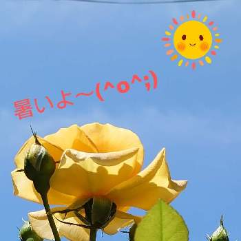 世界平和の画像 by あさがお♪さん | 小さな庭と世界平和と暑い！と梅雨明けとばら バラ 薔薇とお花が好きとオレンジ色の花と素敵✨✨✨とバラ ゴルデルゼと可愛い❤と元気！と頑張れとバラの花 二番花と青空に映える