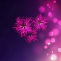 カワラナデシコ,秋の七草,悪戯,多年草,ピンク色の花の画像
