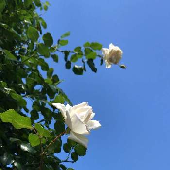 つる薔薇♪の画像 by keychanさん | 千葉県と京成バラ園と剣弁高芯咲きと純白と微香と薔薇♪とつる薔薇♪