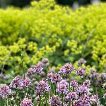 チャイブの花の投稿画像一覧 Greensnap グリーンスナップ