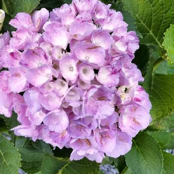 アジサイ スプラッシュの投稿画像一覧 Greensnap グリーンスナップ