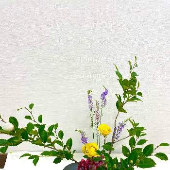 生け花初心者の画像 by ゆきねこさん | バラと夏椿（シャラノキ)とリナリアとカルミアと生け花と池坊と生け花初心者