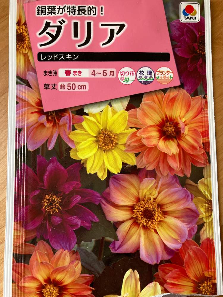 ダリアを種から育てる 22 4 継続中 Greensnap グリーンスナップ
