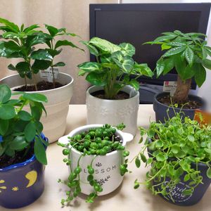 観葉植物,ミニ観葉,100均観葉植物,ダイソー観葉植物,観葉植物インテリアの画像