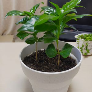 観葉植物,ミニ観葉,100均観葉植物,@コーヒーの木,ダイソー観葉植物の画像