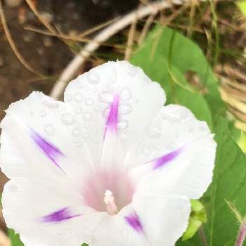 かわいい♡の画像 by カンパニュラさん | 小さな庭とアサガオと白い花とかわいい♡