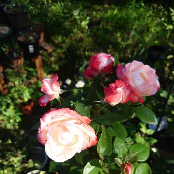薔薇 ノスタルジーの画像 by レンゲショウマさん | 小さな庭と薔薇 ノスタルジー