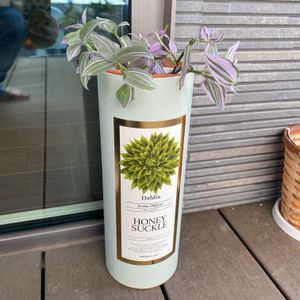 トラテスカンティア　ラベンダー,観葉植物,鉢カバー,観葉植物初心者,トラディスカンティア＊ラベンダーの画像