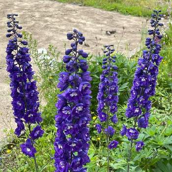 好きなお花の画像 by 鯉太郎さん | デルフィニウムとお庭と好きなお花と濃い紫色と長い花穂
