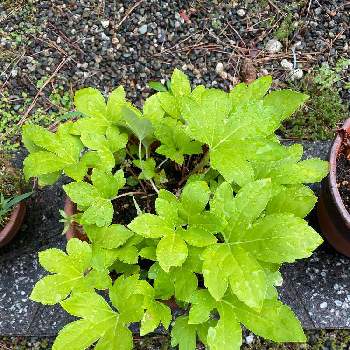 アシタバ小苗 明日葉 室内管理 説明ページ Www Snails2whales Com