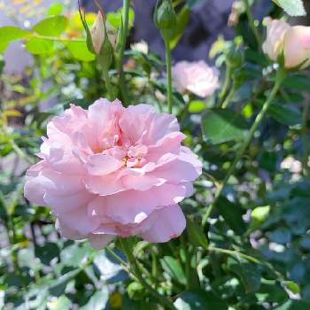 ピンク色の画像 by エリカさん | 小さな庭とスマホ撮影と薔薇愛同盟とピンク色とありがとう♡と薔薇2番花とおうち園芸と可愛い〜♡と薔薇を楽しむとminna薔薇とナチュラルスタイルと花のある暮らしと薔薇♪と咲いた！