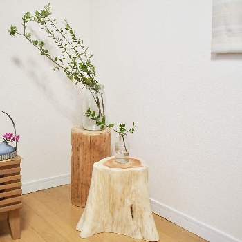 オリーブの木の画像 by sakiさん | 部屋とオリーブの木