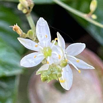 オリヅルランの花,オリヅルラン,小さな庭の画像