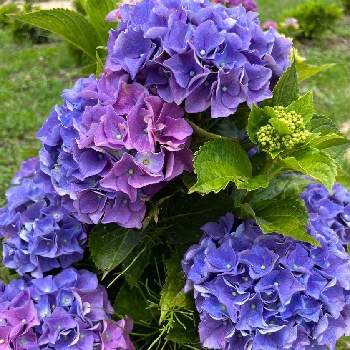 ブルーの花の画像 by poponさん | 紫陽花とGSのみなさんに感謝♡と美しいとアジサイ　紫陽花とお花が好き♡と元気をあなたに☆と花のある暮らしとブルーの花と地植えと仲良しリレー( 〃▽〃)