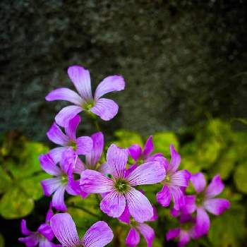 ムラサキカタバミ,花のある暮らし,お散歩カメラ,ご近所の花,森で見つけた花の画像