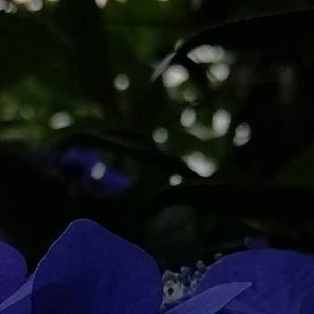 マクロ撮りの画像 by ❦THE HERMIT❦さん | お出かけ先とアジサイと紫陽花と蕊蕊蕊と刹那さと癒されとマクロ撮りと葉っぱと紫の原理と小さい花々とちっちゃいものクラブと本来の色と秘密のpicと大好きな花と蒼の世界とシルエット❤︎とヒカリと風の中