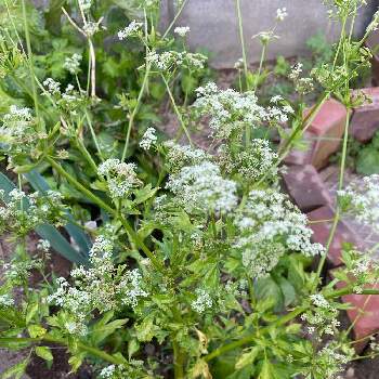 セロリの花の一覧 Greensnap グリーンスナップ