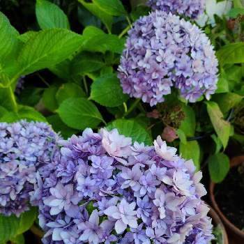 紫陽花ブリーディングセレクションの投稿画像一覧 Greensnap グリーンスナップ