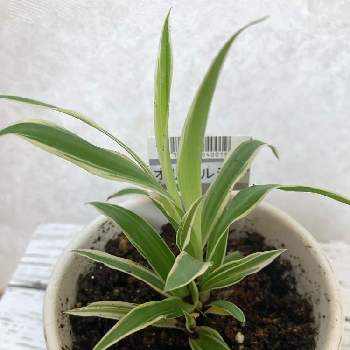 オリヅルラン,観葉植物,100円,可愛い,DAISOの画像
