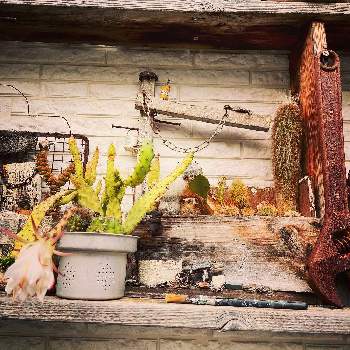 サボテン寄せ,植物のある暮らし,サビサビ,リメ缶,JUNK Gardenの画像