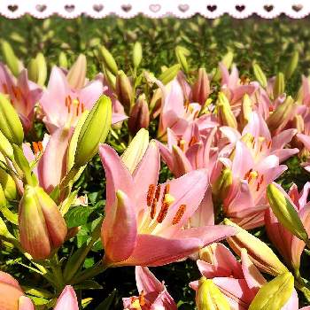 百合の花の画像 by 慈雨さん | お出かけ先とピンク色と大好きと百合の花と散歩と花のある暮らし