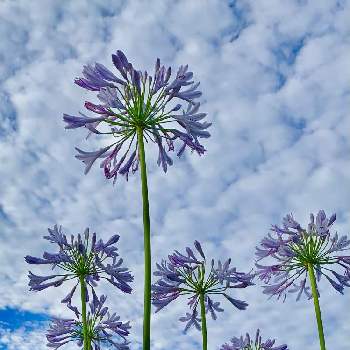 ヒガンバナ科アガパンサス属の画像 by ejyoさん | アガパンサスとヒガンバナ科アガパンサス属と紫色の花とヒガンバナ科と花のある暮らしとお庭