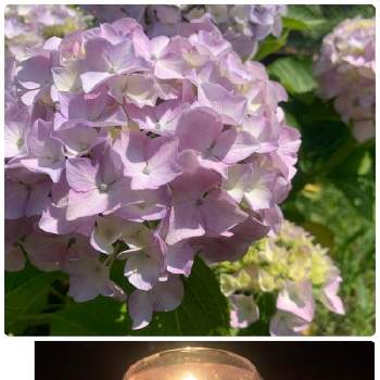 キャンドルの画像 by えりさん | インテリアと紫陽花とキャンドルと梅雨明け？と紫陽花キャンドル