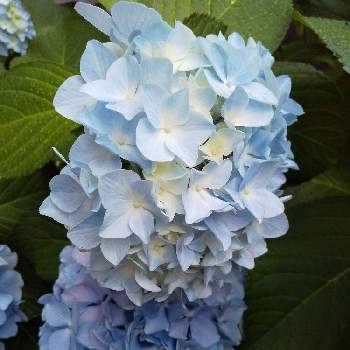幸せの青い花の画像 by じゅんさん | お出かけ先と2019同期と幸せの青い花とトリトンさんに寄り添い隊と青い花とその葉を写そう！2022と医療関係者に感謝とウキウキわくわく♪と青い夏の花マニアとコロナに負けるな！と楽しく元気に頑張ろうと世界に平和をと青い紫陽花マニアとしあわせ運べるようにといつも心に太陽をと水曜日は水色とあじさいフォトコンテスト2022と今日も一日お元気でと青い花マニアと夏色ブルーとチーム・ブルーとチームブルーNO.076
