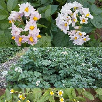 ジャガイモの花の画像 by ボル月さん | 畑とハキダメギクとジャガイモの花と<加工アプリ>