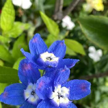 ブルーの花の画像 by ぷーさんさん | 小さな庭とデルフィニウムとガーデニングとブルーの花と水曜日は水色