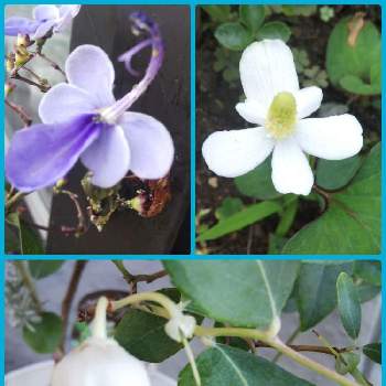 クレロデンドルム・ブルーウィングの画像 by きょうさん | すずらんの木とクレロデンドルム・ブルーウィングとラッキードクダミとたのしみ♡と嬉しい♪とおうち園芸とGSに感謝。とかわぃぃ。ときれいだな♡と花のある暮らしと東北人花の会
