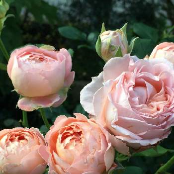 ピンク色の画像 by どんぐりさん | 小さな庭とピンク色の薔薇＊と水曜のローズｼｮｳ参加と水曜ローズショーとピンク色とGSのみなさんに感謝♡と#水曜ローズショーとGSに感謝。と開花中♡