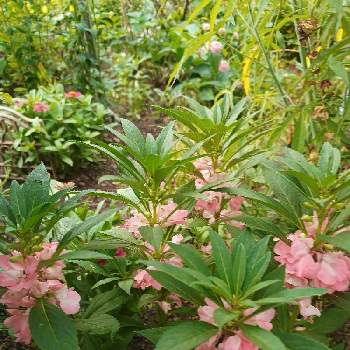 鳳仙花の投稿画像一覧 Greensnap グリーンスナップ