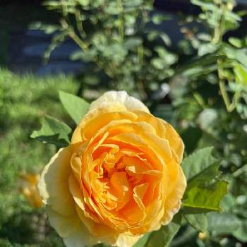 グラハムトーマスの画像 by yuさん | ばら バラ 薔薇と庭作りと可愛いと花のある暮らしとグラハムトーマスと薔薇♪