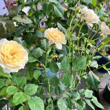 アップルローゼスの画像 by miwa.tさん | 小さな庭とメーベェとばら バラ 薔薇と薔薇のある暮らし♡と鉢植えのバラとアップルローゼスと薔薇の香りに包まれてとお花好きの人と繋がりたいと薔薇のある暮らしと薔薇大好きと薔薇好きさんと繋がりたいと花友さんに感謝