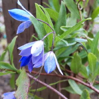 ブルーベルさん Violaogospel Com