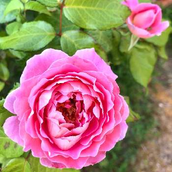 フラゴナールの画像 by るるるさん | フラゴナールとバラとバラが咲いた♫と東南の花壇