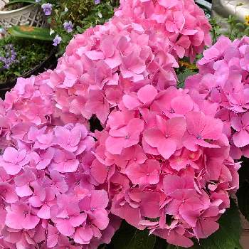 朝のパトロールの画像 by K-chanさん | 小さな庭とアジサイと紫陽花とキレイだねとお花大好き♡と中庭と癒されますとピンク大好きと朝のパトロールと花のある暮らし
