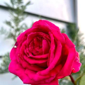 薔薇♥︎︎∗︎*ﾟの画像 by RARAさん | テラスとばら バラ 薔薇と薔薇♥︎︎∗︎*ﾟと幸せにな〜る◡̈❁とhappy♡と感謝♥︎︎∗︎*ﾟと2022♥︎︎∗︎*ﾟとクリスチャンディオール♥︎︎∗︎*ﾟ