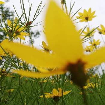 黄色いお花の画像 by レモン愛花さん | 広い庭と花のある暮らし♡とお庭のお花と幸せの黄色いお花とイトバハルシャギク☆と黄色いお花