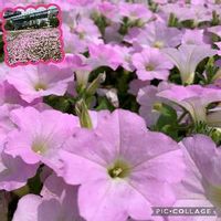 ペチュニア,花言葉,ピンクの花,夏の花,国際展示場駅前の画像