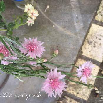 矢車菊,HTC,植物のある暮らし,フォロワーさん(*´∀｀)ﾉ ありがとぅ♪,千葉県の画像