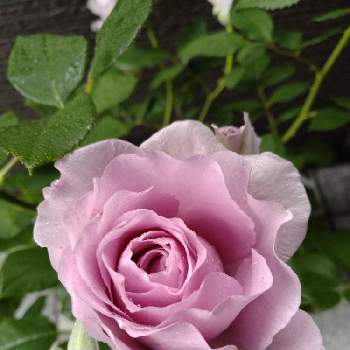 大切な花友さんへの画像 by ユキさん | 玄関と薔薇　しのふれどと薔薇に魅せられてと花に支えられてと愛をあなたに。。。と変わらぬ愛と花に託してと大切な花友さんへと花のある暮らしと青い花マニア