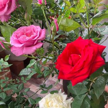 薔薇の記録の画像 by カットニス♡さん | バルコニー/ベランダとショッキングブルーとバラ  オーバーナイトセンセーションとミスターリンカーンとヨハネ パウロ2世と薔薇の記録と香りを楽しむと薔薇に魅せられてと薔薇初心者と元気に育ててますよと花のある暮らしと薔薇♪
