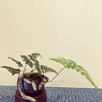 自由盆栽の画像 by waterさん | 棚とトキワシノブと盆栽と小品盆栽とミニ盆栽と自由盆栽