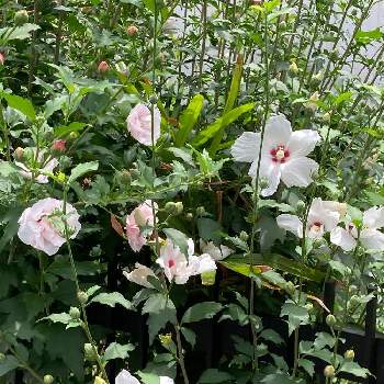 韓国の国花ですの投稿画像一覧 Greensnap グリーンスナップ