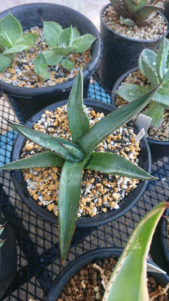 Agave nigra 'Shark Skin' アガベ ニグラ 'シャークスキン'｜🍀GreenSnap（グリーンスナップ）