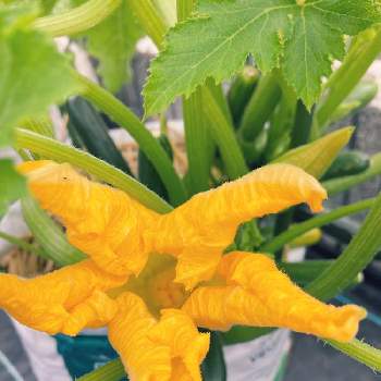ズッキーニの花,夏野菜フォトコン〜植付け&育成編〜,きいろい花,育てる楽しみ,作るって楽しいの画像