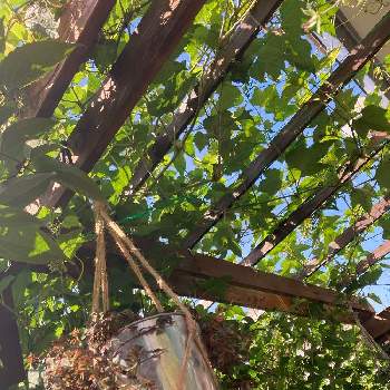斑入り野葡萄 エレガンス,リキマシア ペルシャンチョコレート,蔓性植物,柏市,グリーンカーテンの画像